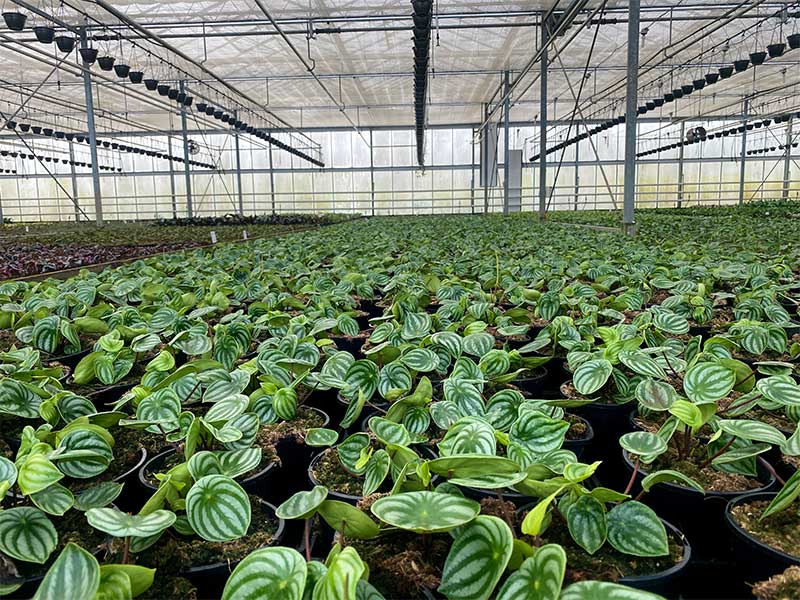 watermelon seedligs in biemond nursery hothouse