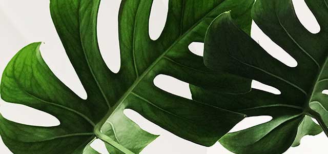 600x400-most-leaves