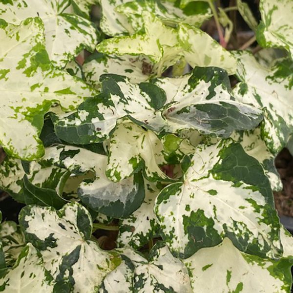 Hedera helix pittsburgh ivy (green ivy) - Biemonds