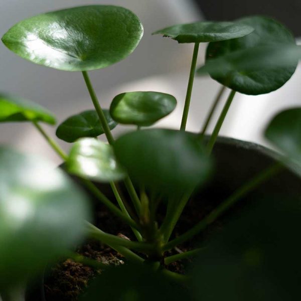 Chinese Money Plant