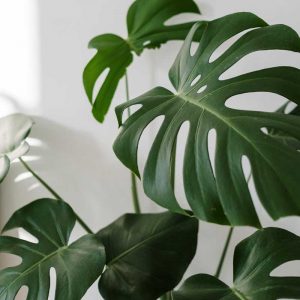 monstera deliciosa