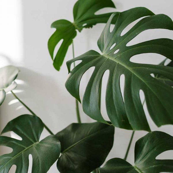 monstera deliciosa